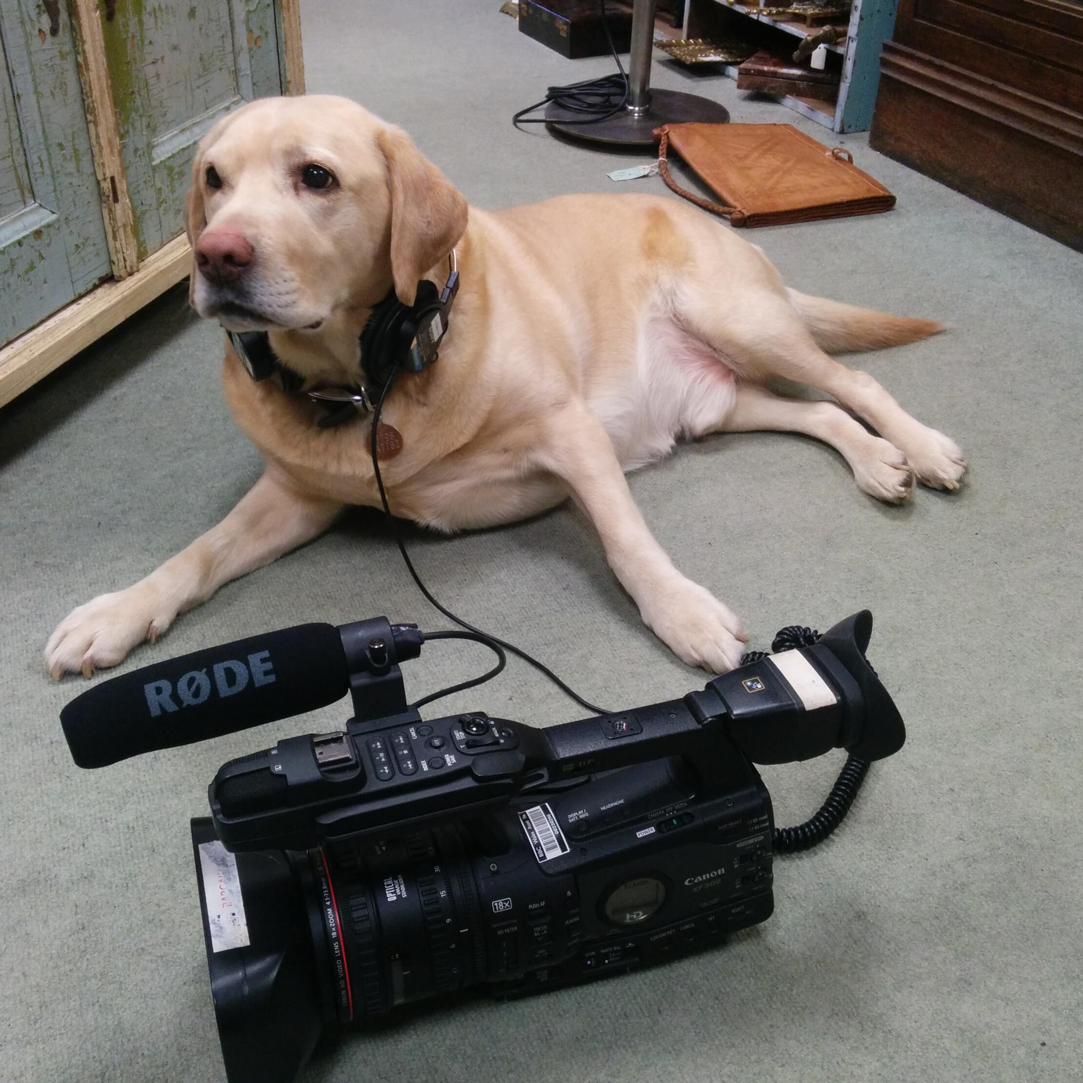 A white Labrador Retriever lying down next to a canon camera with headphone on, in a filming studio.